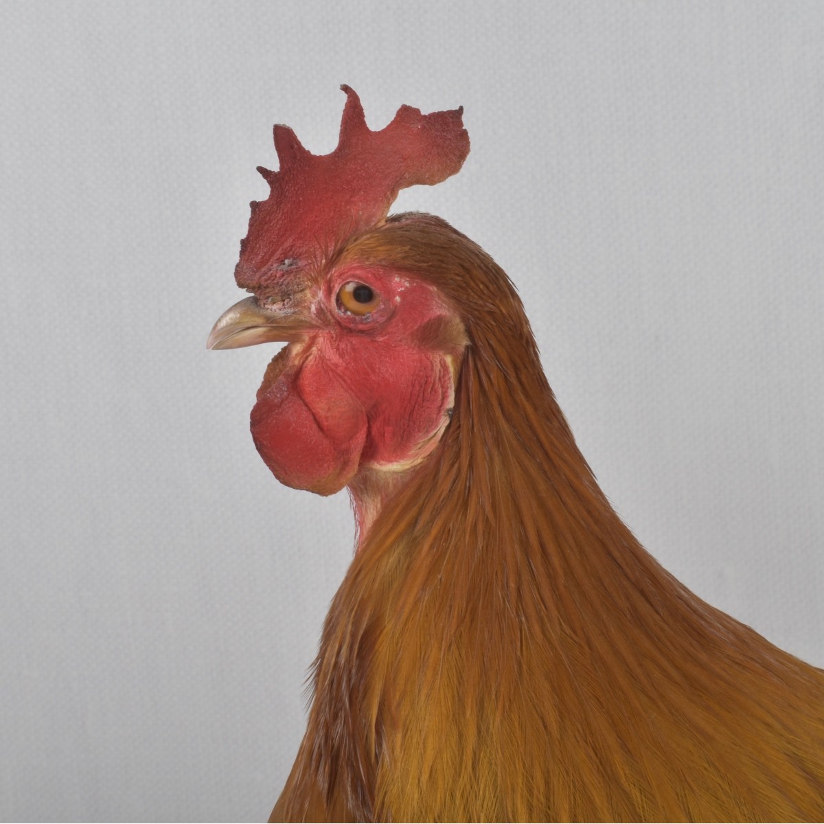 Taxidermy Mounted Rooster