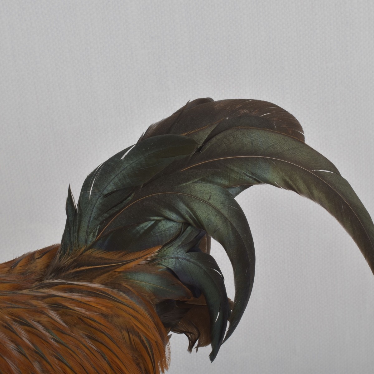 Taxidermy Mounted Rooster