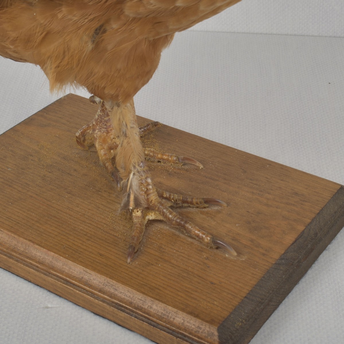 Taxidermy Mounted Rooster
