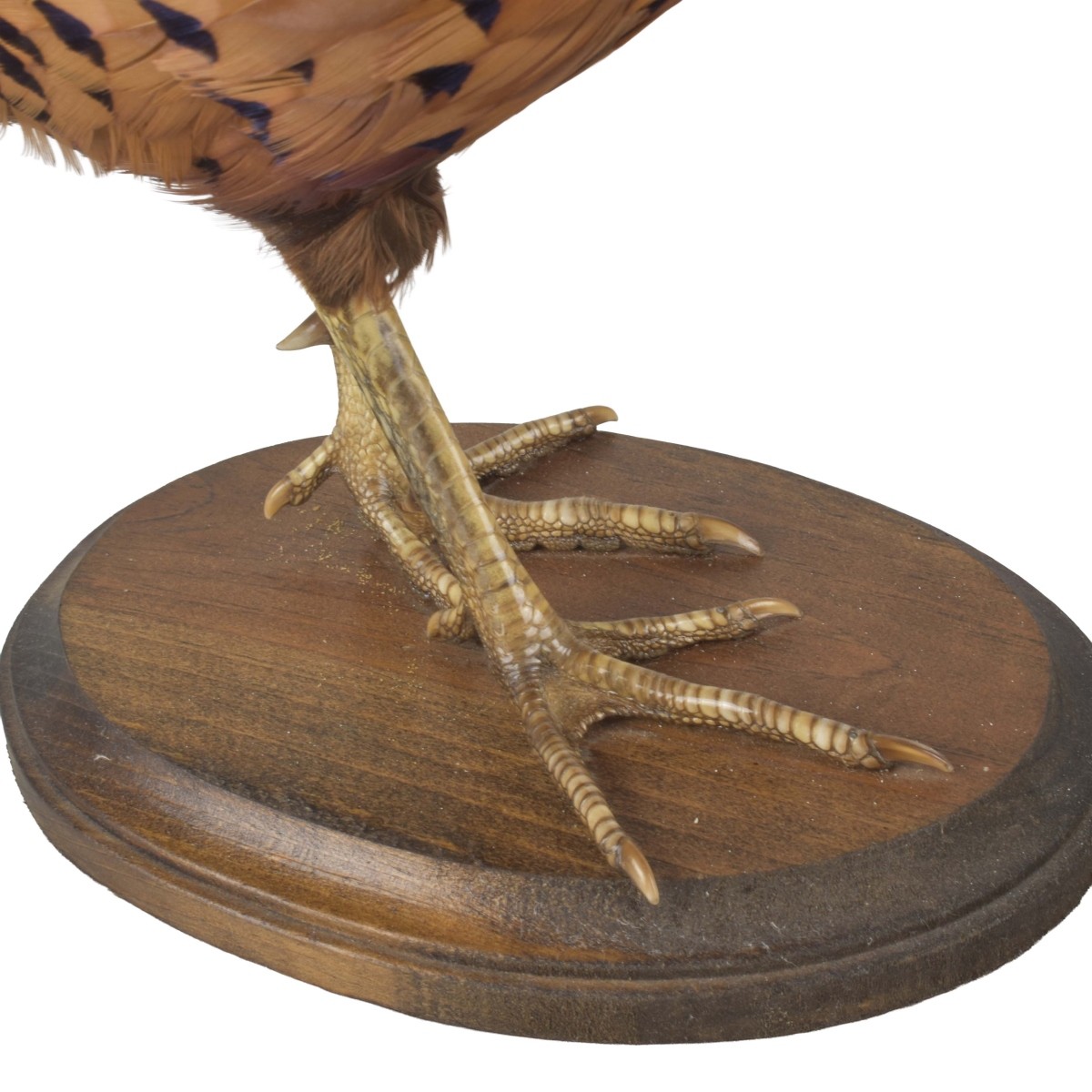 Taxidermy Mounted Ringneck Pheasant