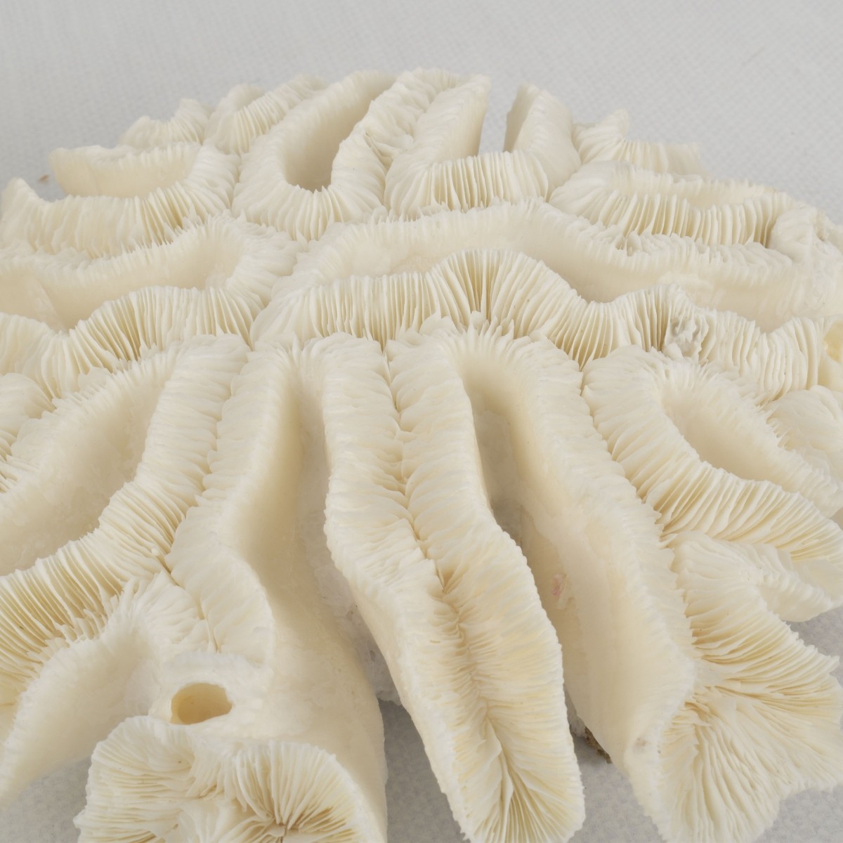 White Coral Specimens