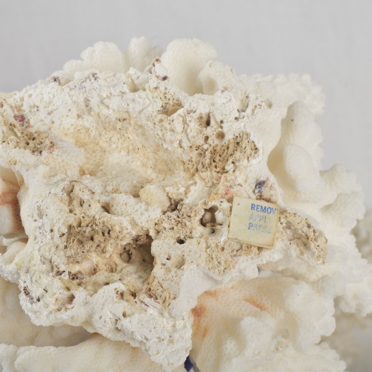 White Coral Specimens