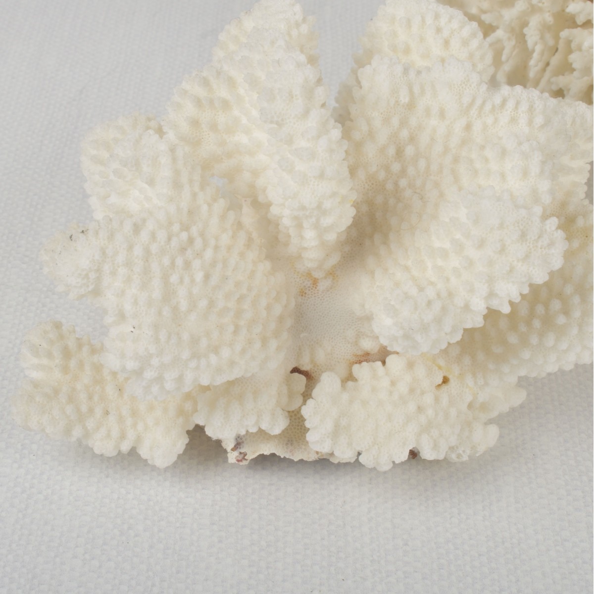 White Coral Specimens