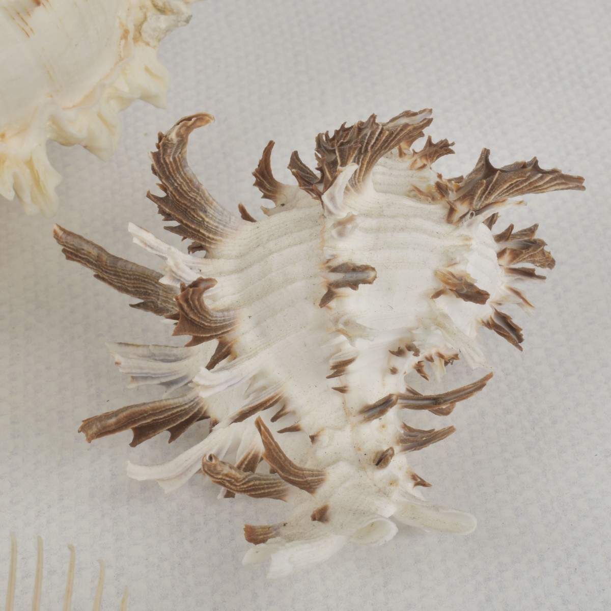 Sea Shell Collection