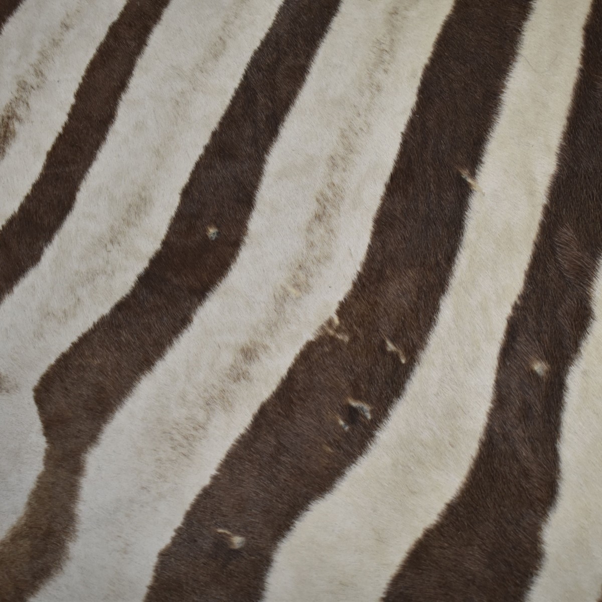African Zebra Full Skin Rug