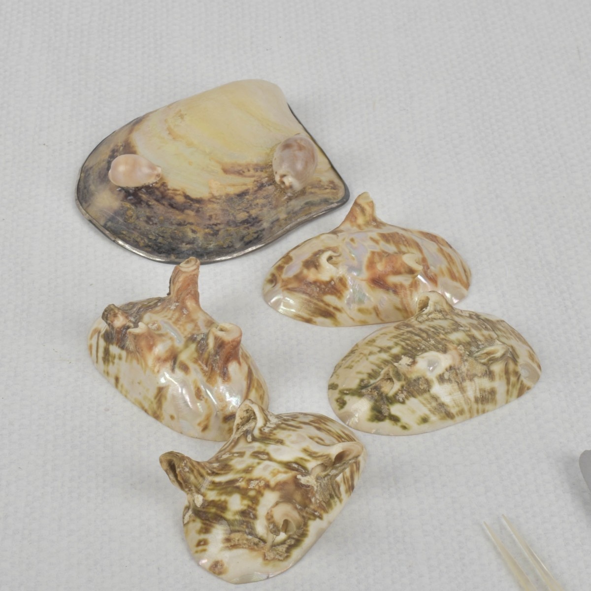 Mother of Pearl Pieces